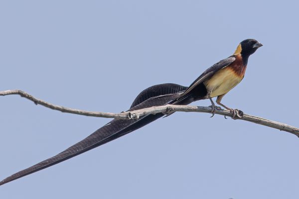 Eastern Paradise-Whydah