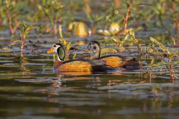 African Pygmy-goose