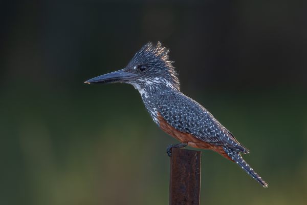 Giant Kingfisher