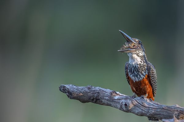 Giant Kingfisher