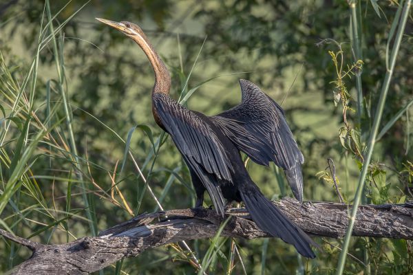 African Darter