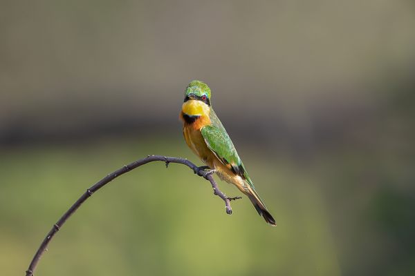 Little Bee-eater