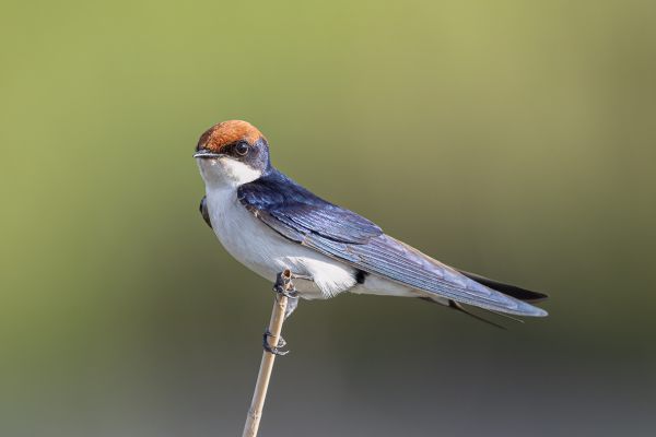 Wire-tailed Swallow