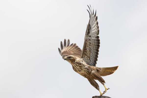 African Goshawk