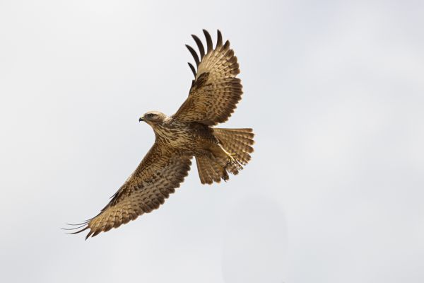 African Goshawk