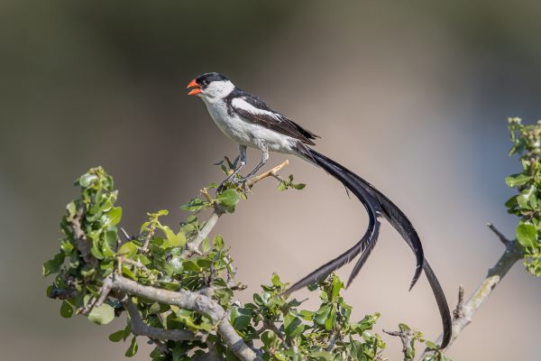 Pin-tailed Whydah