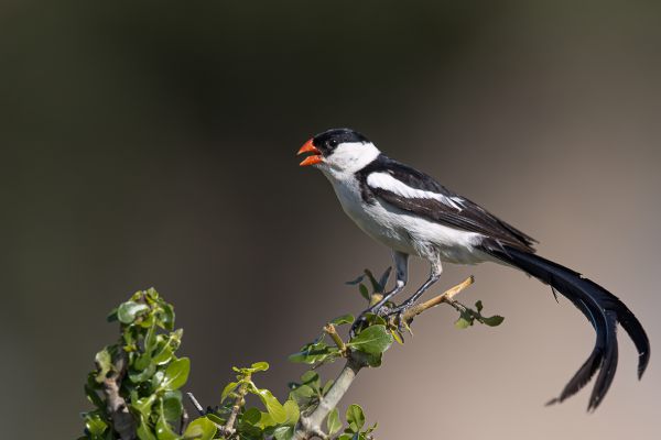 Pin-tailed Whydah