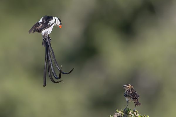 Pin-tailed Whydah