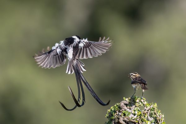 Pin-tailed Whydah