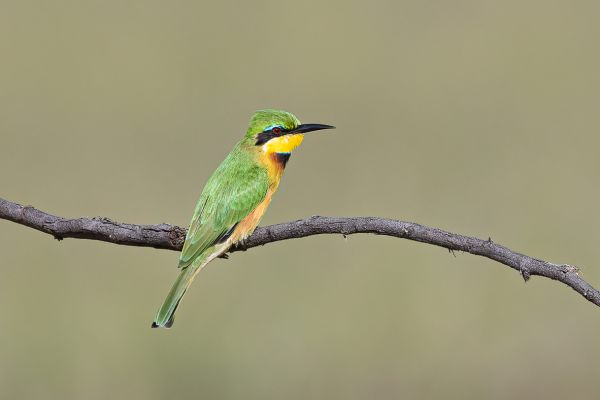 Little Bee-eater