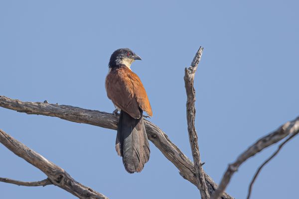 Coppery-tailed Coucal