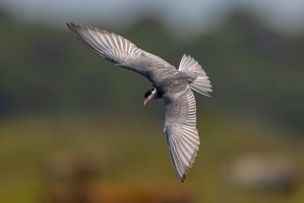 Arctic Tern