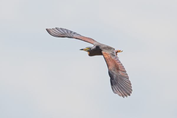 Rufous-bellied Heron