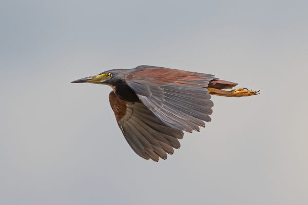 Rufous-bellied Heron