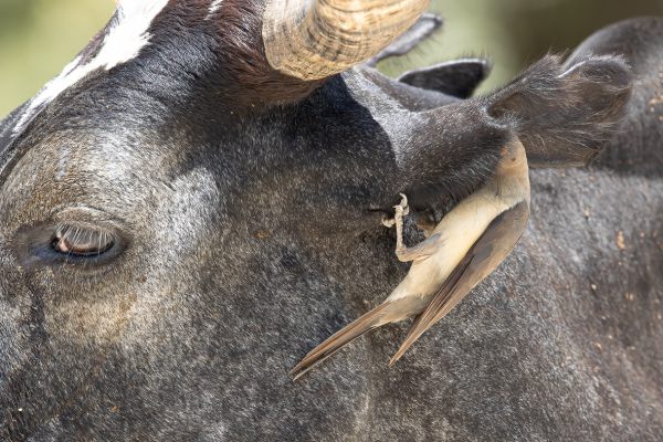 Red-billed Oxpecker