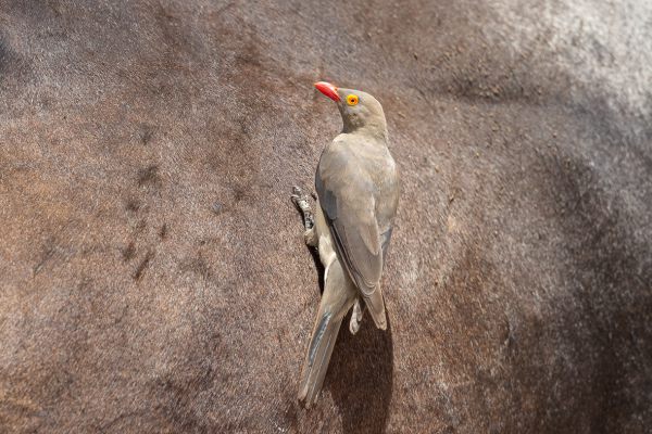 Red-billed Oxpecker