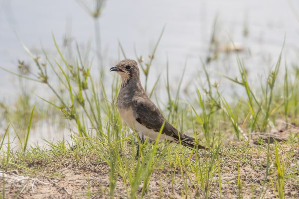 Collared Pratincole