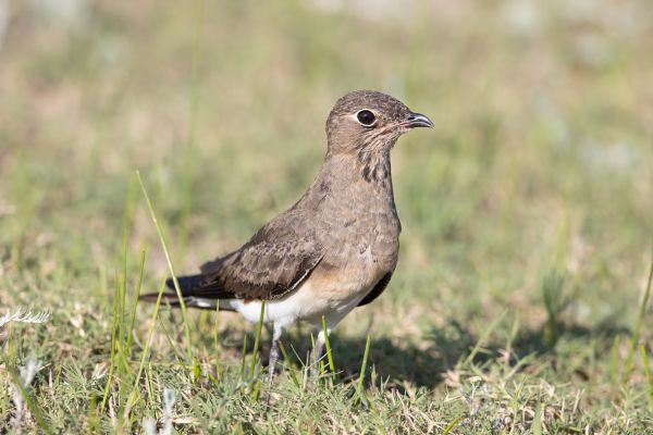 Collared Pratincole