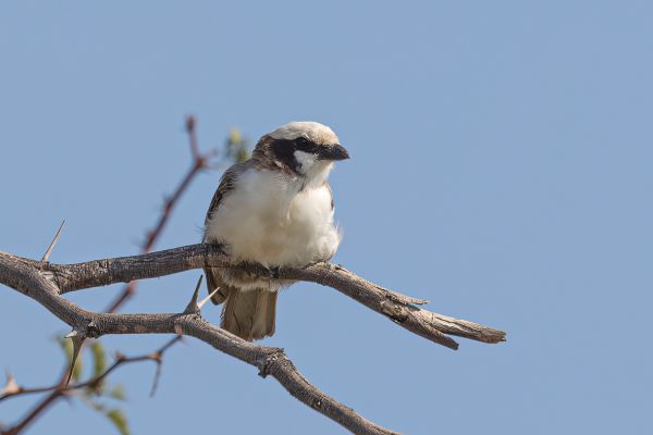 White-crowned Shrike