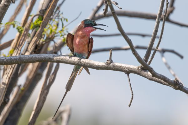 Southern Carmine Bee-eater