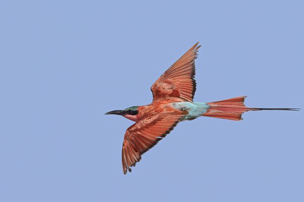 Southern Carmine Bee-eater