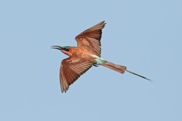 Southern Carmine Bee-eater