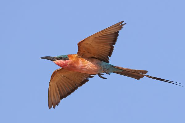 Southern Carmine Bee-eater