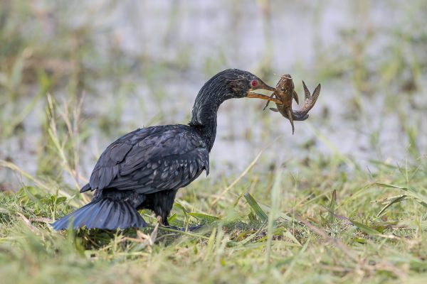 Long-tailed Cormorant