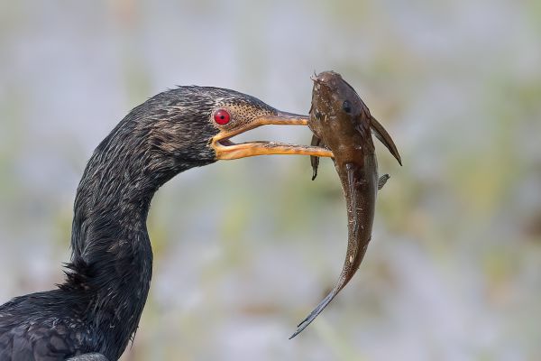 Long-tailed Cormorant