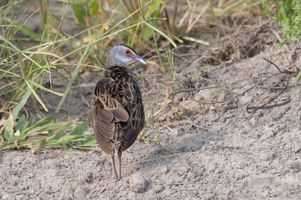 African Crake
