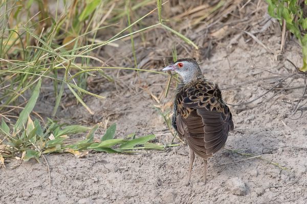 African Crake