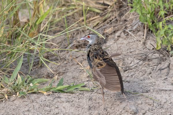 African Crake
