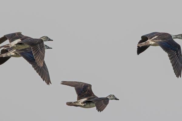 Knob-billed Duck