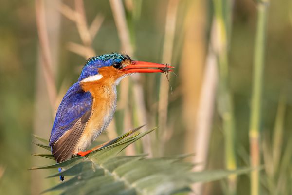 Malachite kingfisher