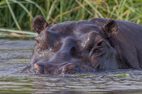 Hippo