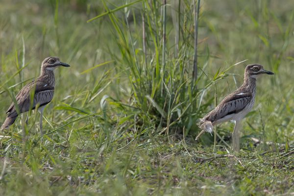 Water Thick-knee