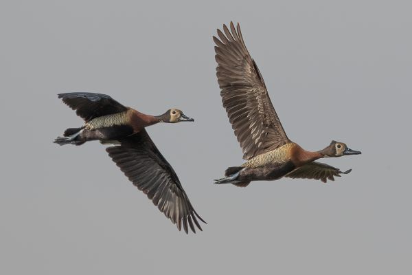 White-faced Whistling-Duck