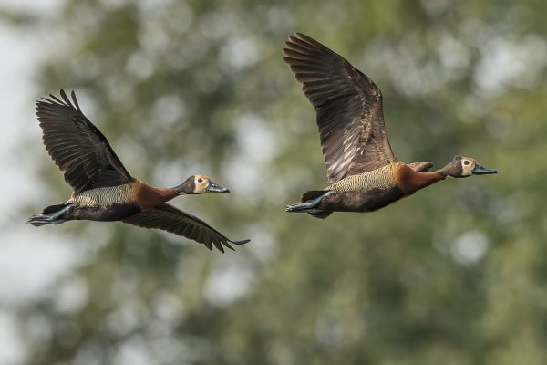 White-faced Whistling-Duck