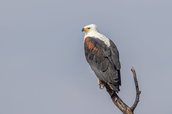 African Fish-Eagle