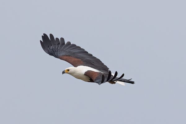 African Fish-Eagle