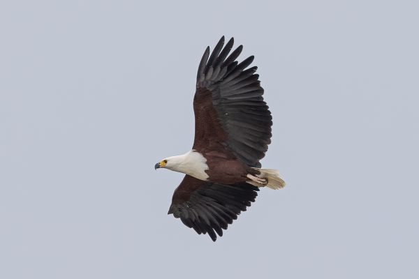 African Fish-Eagle