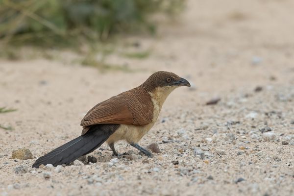 Coppery-tailed Coucal