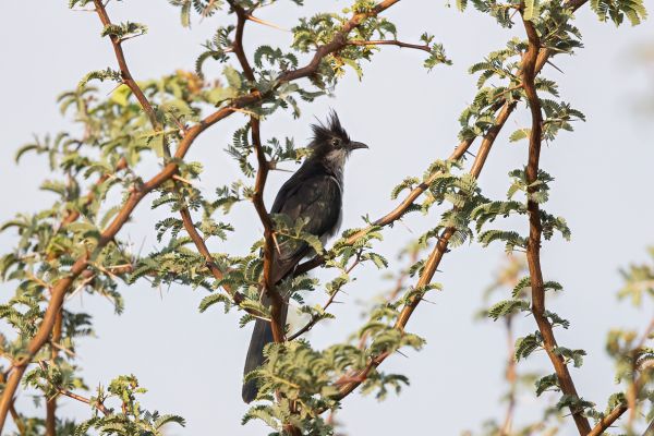 Levaillant's Cuckoo