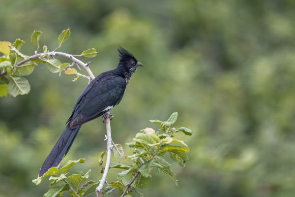Levaillant's Cuckoo