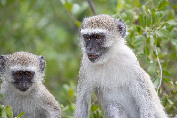 Malbrouck monkey