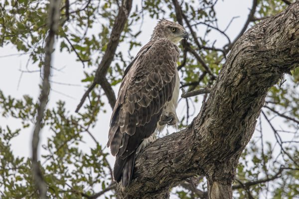Martial Eagle