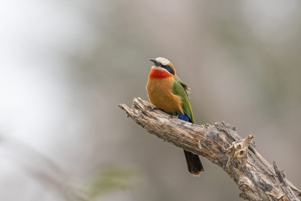 White-fronted Bee-eater