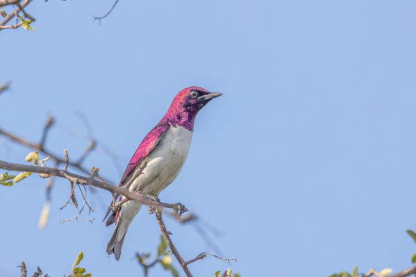 Violet-backed Starling