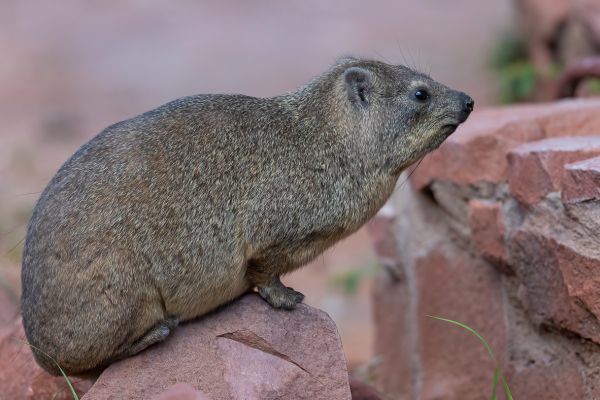 Rock Dassie