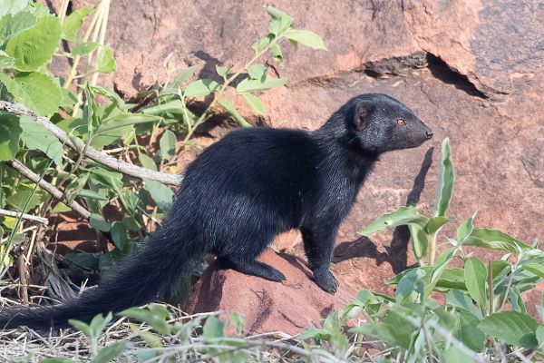 Common dwarf mongoose